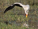 Yellow-billed Stork fishing